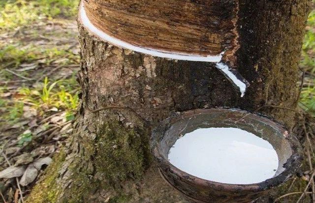 日本核污水排海后突然开开云体育 开云官网始抢购天然橡胶日本为什么要抢橡胶？(图7)