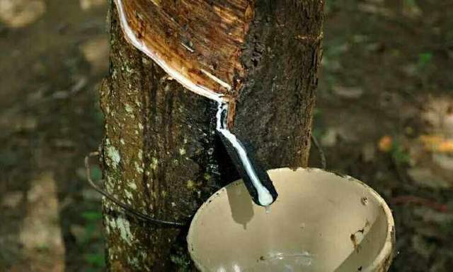 日本核污水排海后突然开开云体育 开云官网始抢购天然橡胶日本为什么要抢橡胶？