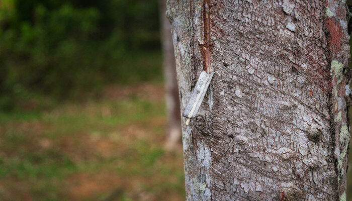 橡开云体育 开云平台胶产地(图2)