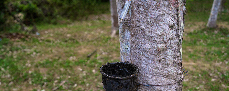 橡开云体育 开云平台胶产地