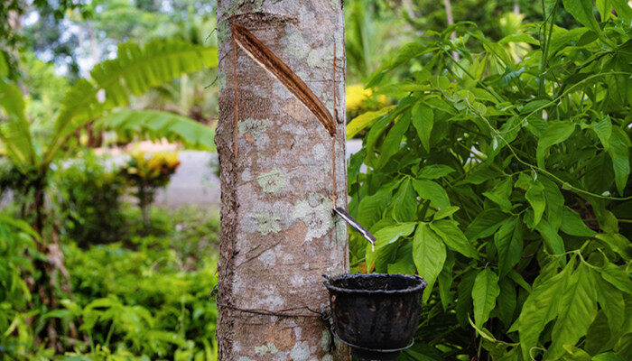 橡开云体育 开云平台胶产地(图3)