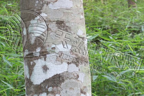 天胶往事]上海（一）开云体育 开云平台